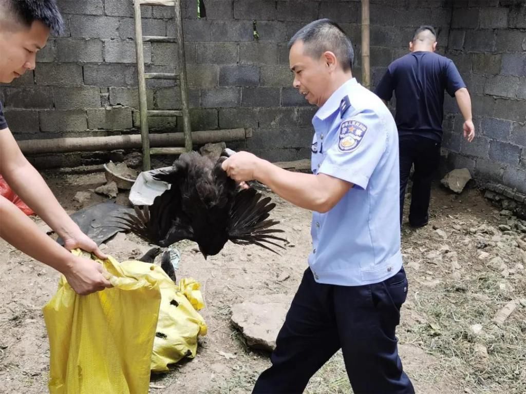  反蚀|偷鸡不成反蚀把米，兄弟二人双双落网