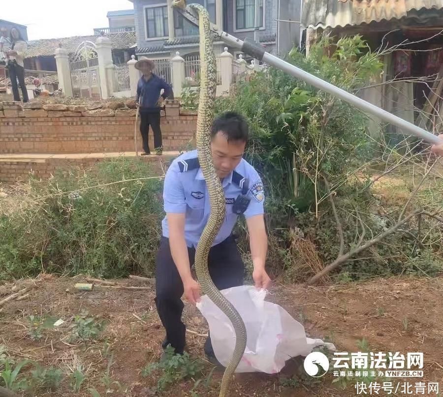 沾益警方蛇频繁出没 民警出手解危