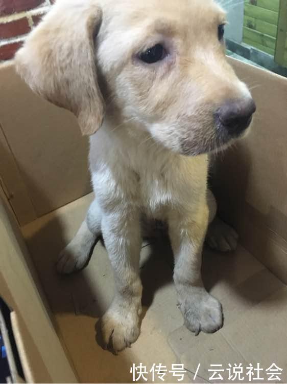 表情|因女友不喜欢自家狗子,男友做了个重大决定,看到它的表情已泪奔