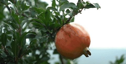 不吐|吃葡萄可以不吐皮,但吃“它”一定要吐很多籽!