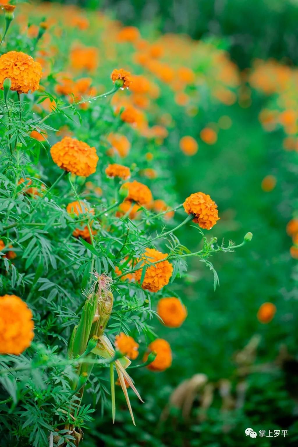  平城|免费！罗平城边万寿菊花海上线，美得没朋友了...