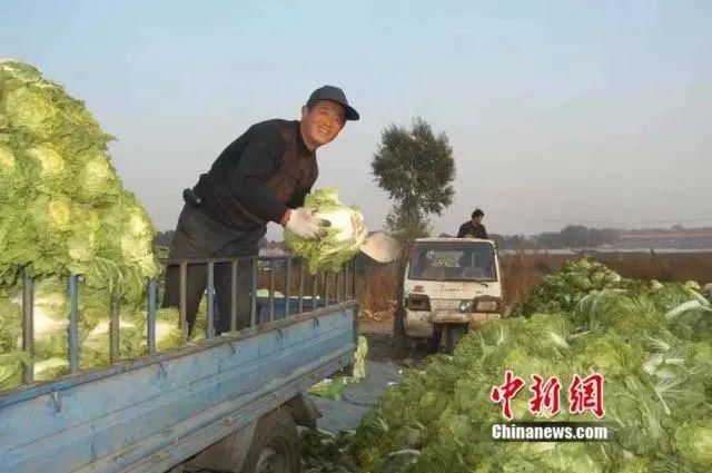 豪横|豪横！东北囤菜大军出街，几百斤起买