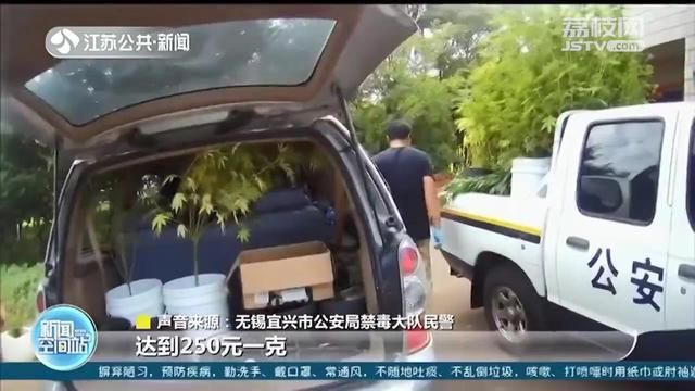  大麻|1千元购买10克大麻 牵出种植、贩卖、吸食毒品大麻全链条犯罪团伙