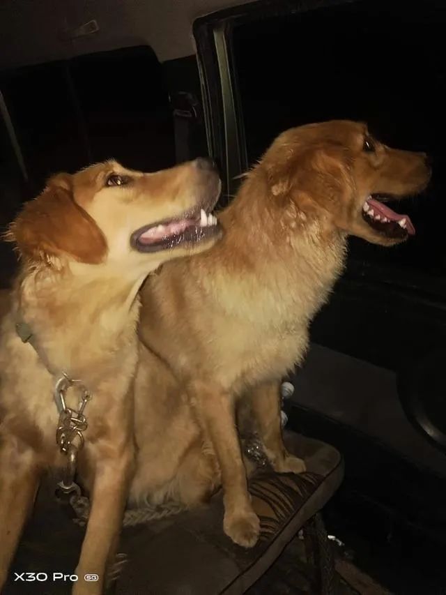  高温|阳信发布：爱心人士带搜救犬冒高温搜寻91岁走失老人