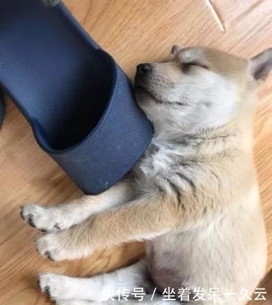 检查|狗狗1天不吃不喝只睡觉,送去医院,检查后主人笑死了!