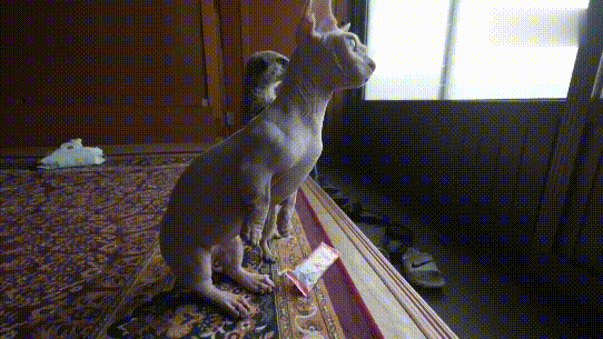  对猫鼬|猫鼬老爱捣乱，却怕主人用“亲吻”惩罚它，对门发呆时猫咪准会来