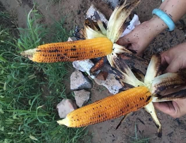  玉米地|东明老家玉米地里看到的一幕，令人......