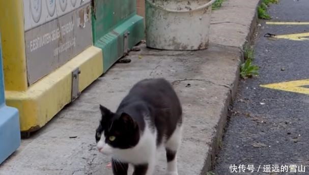  猫咪|垃圾桶旁有只出生不久的猫，看外面下着雨，好心夫妇把猫收养
