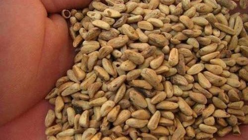 不吐|吃葡萄可以不吐皮,但吃“它”一定要吐很多籽!