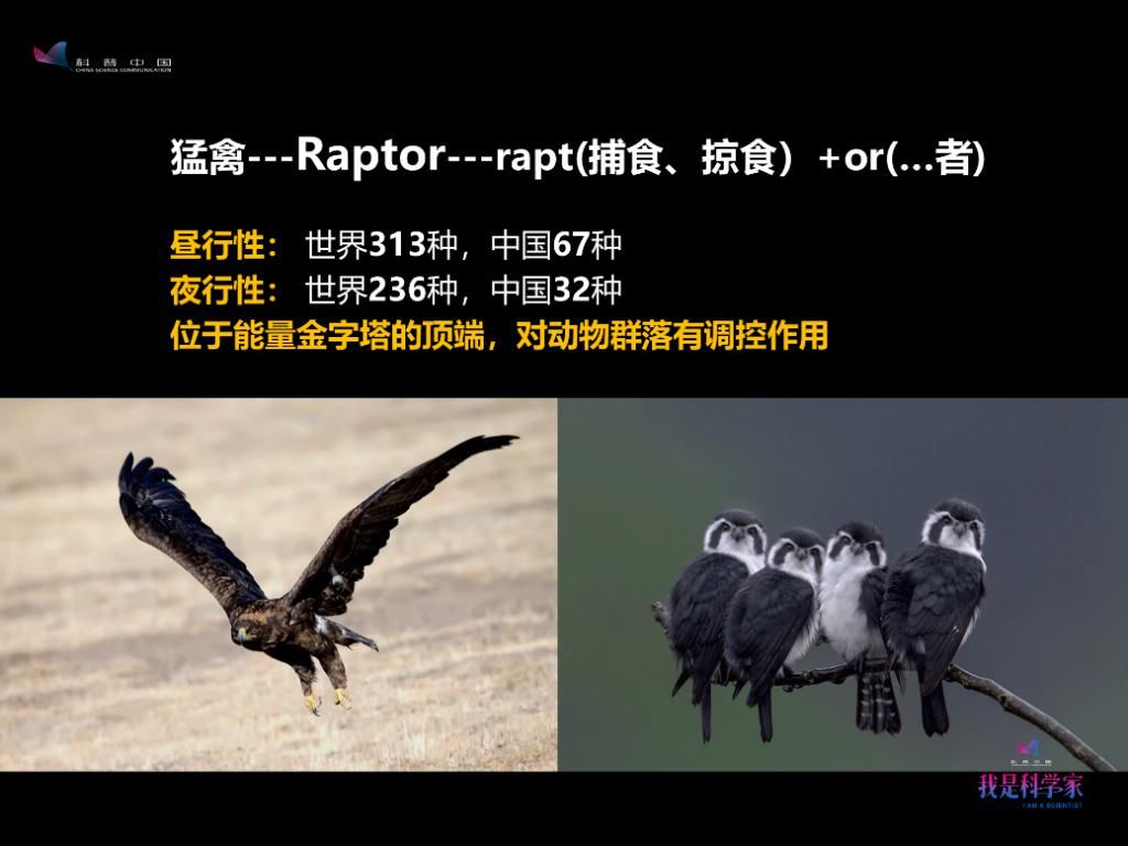 人生|研究灰脸鵟鹰那两年,是我人生中感到最热的两个夏天