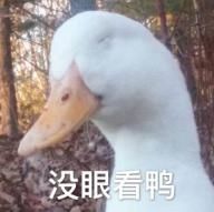  养鸭|何炅、李诞、陈伟霆、大张伟一起做了一档养鸭综艺？