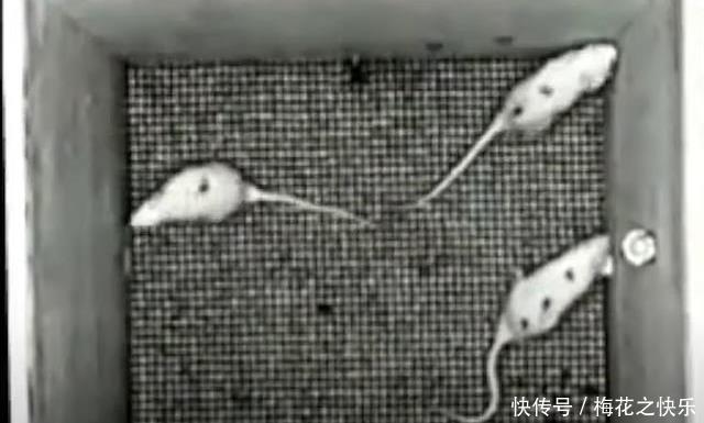 阶级|上层阶级如何产生?耶鲁大学老鼠阶级实验告诉你