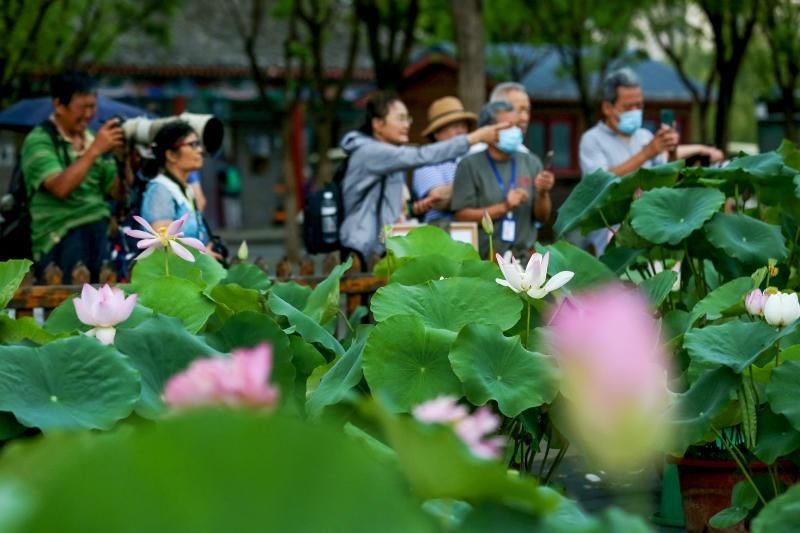 北京荷花文化节开幕  打卡荷花展区可获“购花券”