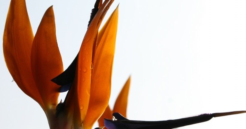  喜事|7月22日开始，4大生肖运势只增不减，好运上门，喜事临头！