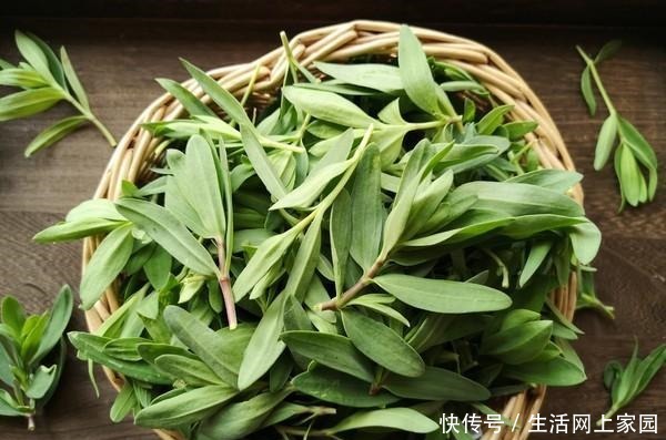 绿色|这菜就算吃过,也叫不出来名字,绿色纯天然,蒸包子最好吃了