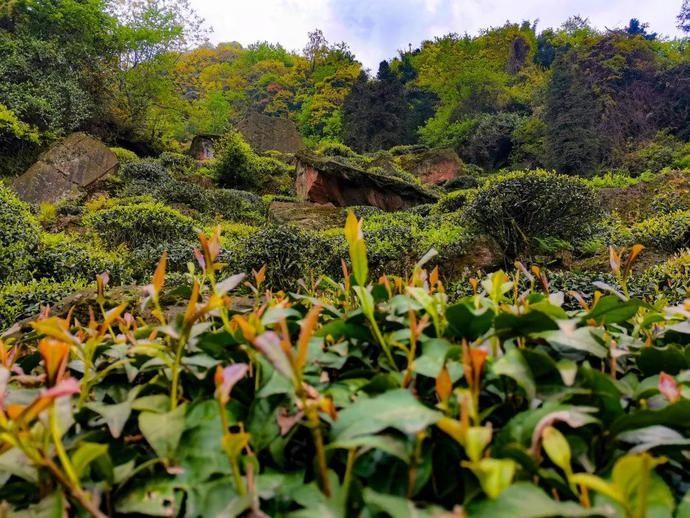  张家沟|阅读雨城丨寻茶张家沟