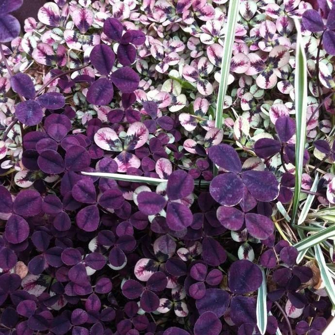 变异|这花被人工培育了，叶子变异后，可以这么美！