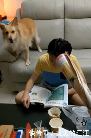 保护|妈妈假装拿起报纸要打人，狗狗立刻生气，试图用吠叫保护小主人