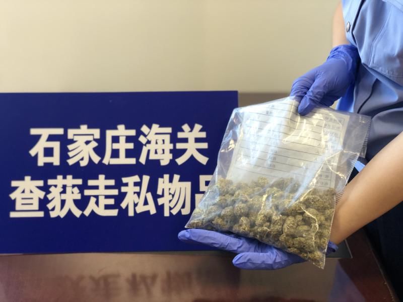 入境|石家庄海关查扣涉嫌走私入境大麻283.69克