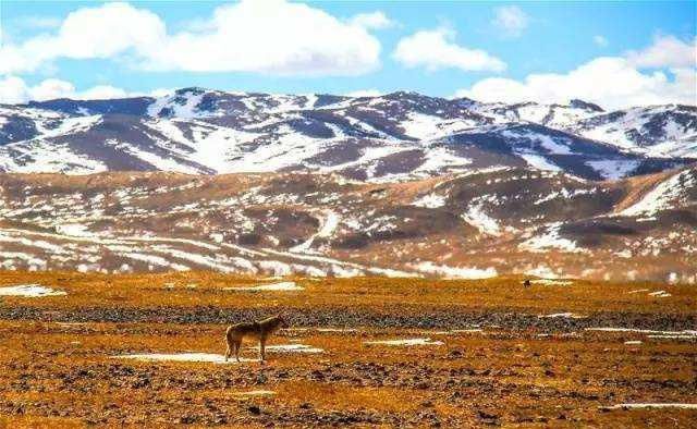  独自|她去可可西里就是为了死？女孩是飞行员专业，曾独自去非洲