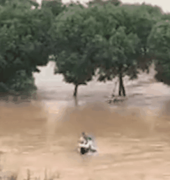  看哭|看哭了……狗妈妈不顾阻拦跳入洪水救宝宝