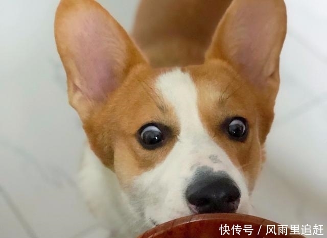  夏天|夏天对狗做这几件事，小心狗命不保