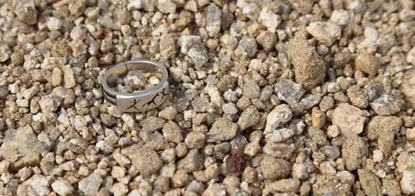 枝头|盆里扔2样东西,养花10年不烂根,叶子油光瓦亮,花苞挂满枝头!