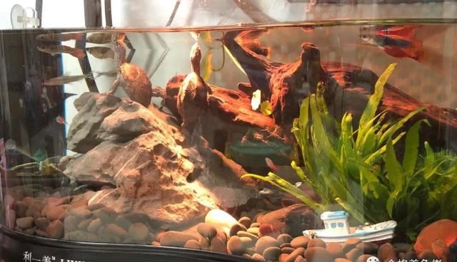 混养|龟被咬伤后该怎么处理?