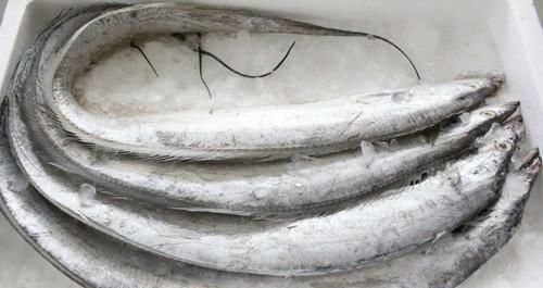  购买|买带鱼时，牢记4买3不买，摊主不敢忽悠你，个个都是好带鱼