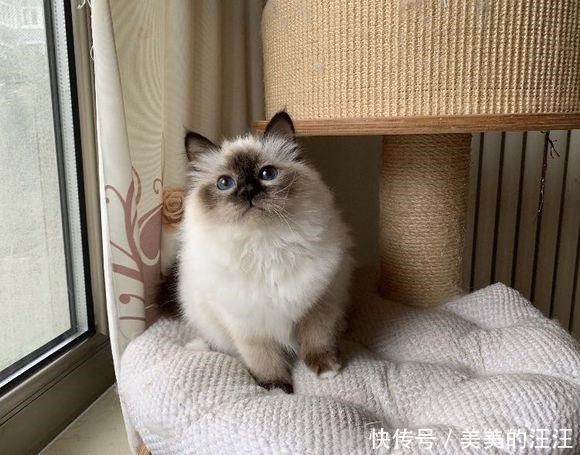 伯曼|猫咪品种大全介绍——伯曼猫，缅甸寺庙里的护殿神猫