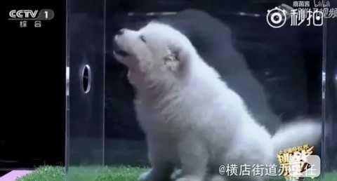  你比电视|撒贝宁为啥不要求节目组删掉这些镜头啊？