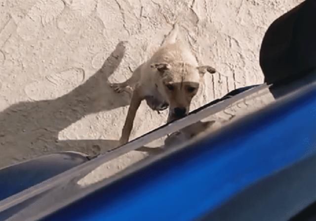  汇报|货车司机喜提新车，却忘了和自己的狗汇报，结果让人流下热泪！