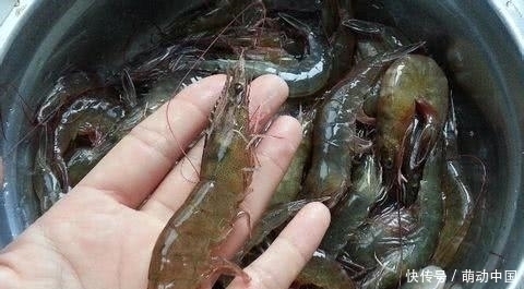 方法|保存大虾,直接丢冰箱就错了大厨教你方法,冻几个月还像刚买的