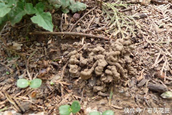 元缓释肥|会养花的人,在秋天必备“4种”肥料,适用所有花卉