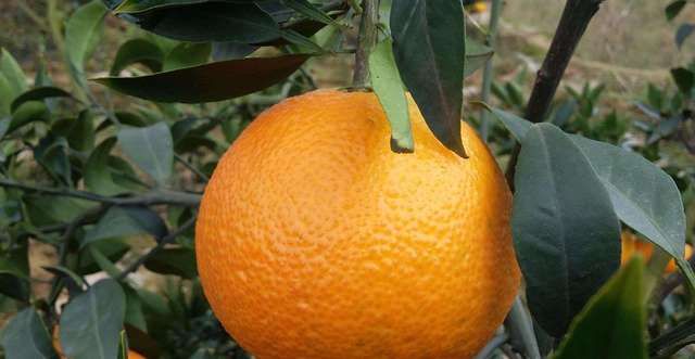 爆汁|日销10W箱的超爽“爆汁橙”，甜而多汁，入口即化，全网卖疯了！