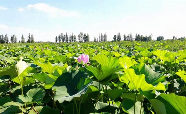 新市镇|“情归‘荷’处？‘荷’你有约” 德清宋市荷花乡村音乐节点燃夏日激情