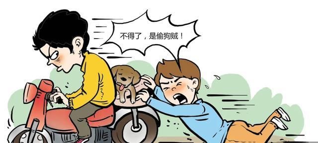  法律|宠物被“拎走”，看看法律怎么说