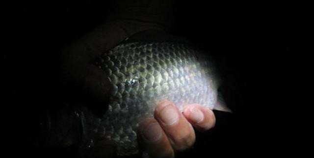  夏天|夏天钓板鲫也不难，滑漂远投钓板鲫实战技巧讲解