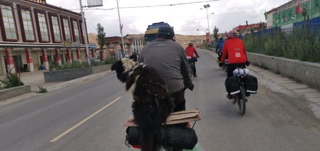  走失|新藏线挑战第二十七天，边牧“拉萨”被主人领走，希望它不再走失