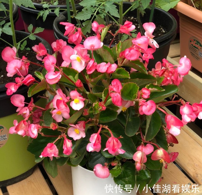 能开|20种秋天开花的植物,外出看到,记得拍照欣赏!