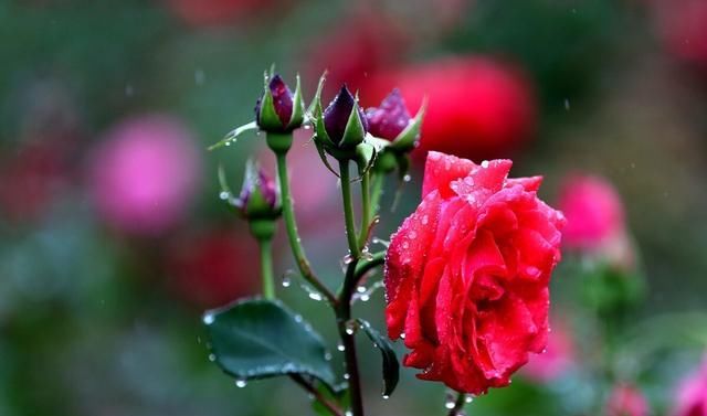  开花|现在养月季，学会这样“伺候”，开花美上天