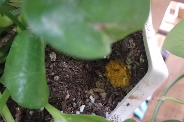 枝头|盆里扔2样东西,养花10年不烂根,叶子油光瓦亮,花苞挂满枝头!