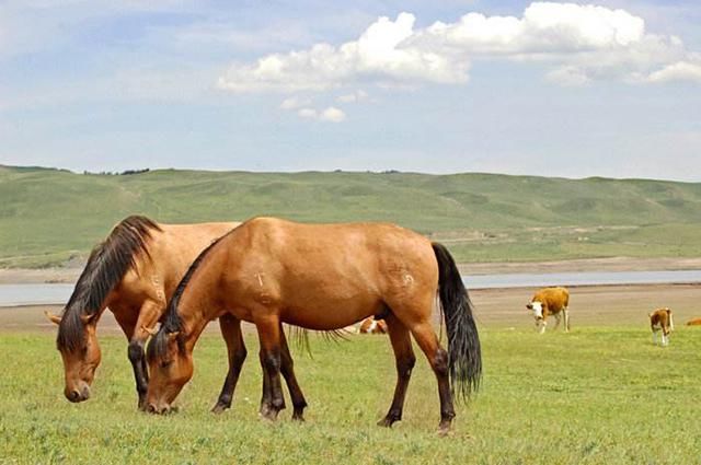 消失|1985年整编后骑兵消失，分布在军马场的数千万战马，最终去哪了？