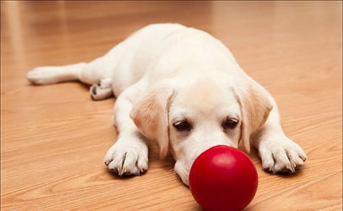  拉水|三个月拉布拉多拉水便