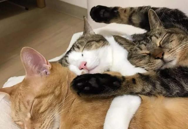听说|听说跟猫同眠会睡得更香？网友：让你见识一下，什么是半夜蹦床迪