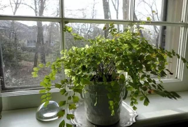  断发黄干枯|铁线蕨黄叶剪掉还是枯萎了，教你一招救活它，几周长出茂盛嫩叶