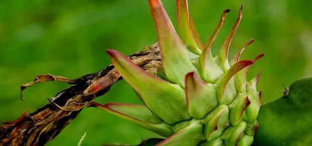 火龙果|众多火龙果种类中的红心火龙果和白心火龙果，哪个营养价值更高？