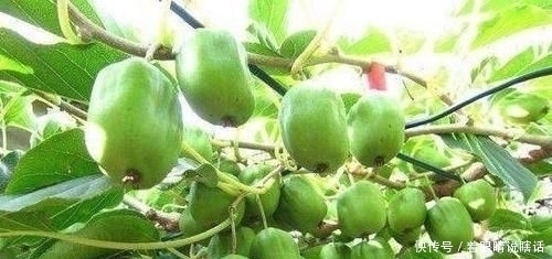 维生素|甜度比甘蔗高几倍,维生素C是苹果80倍,一斤卖50元,国外价更高