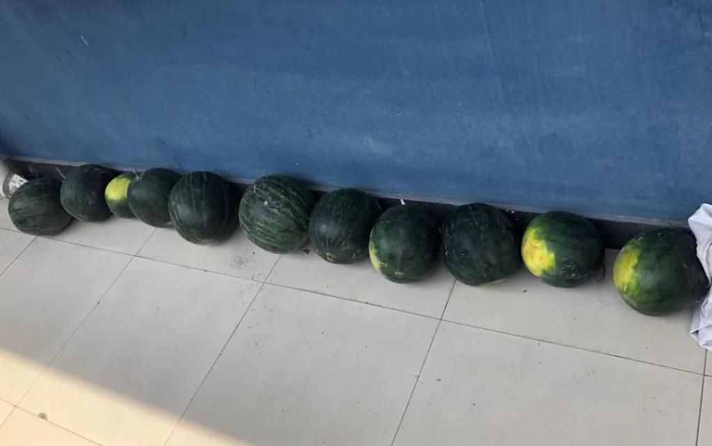  抓获|一夜之间瓜田里少了10多个瓜，安华派出所抓获了4名“采瓜大盗”