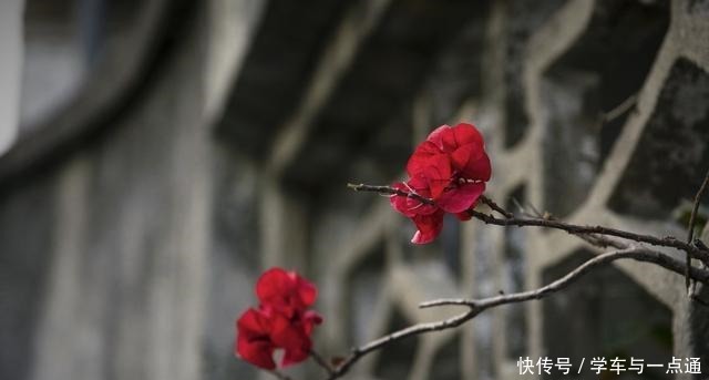 玉米|花卷这样做,实在太香太美太馋人,做法很简单,一双筷子就够啦